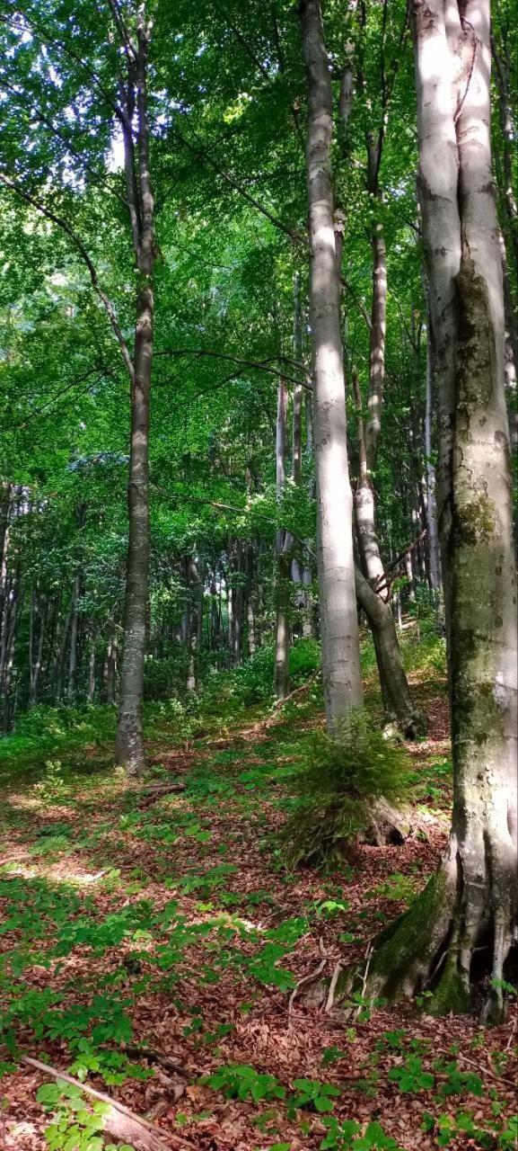 Вілла Під горою Шешори Екстер'єр фото